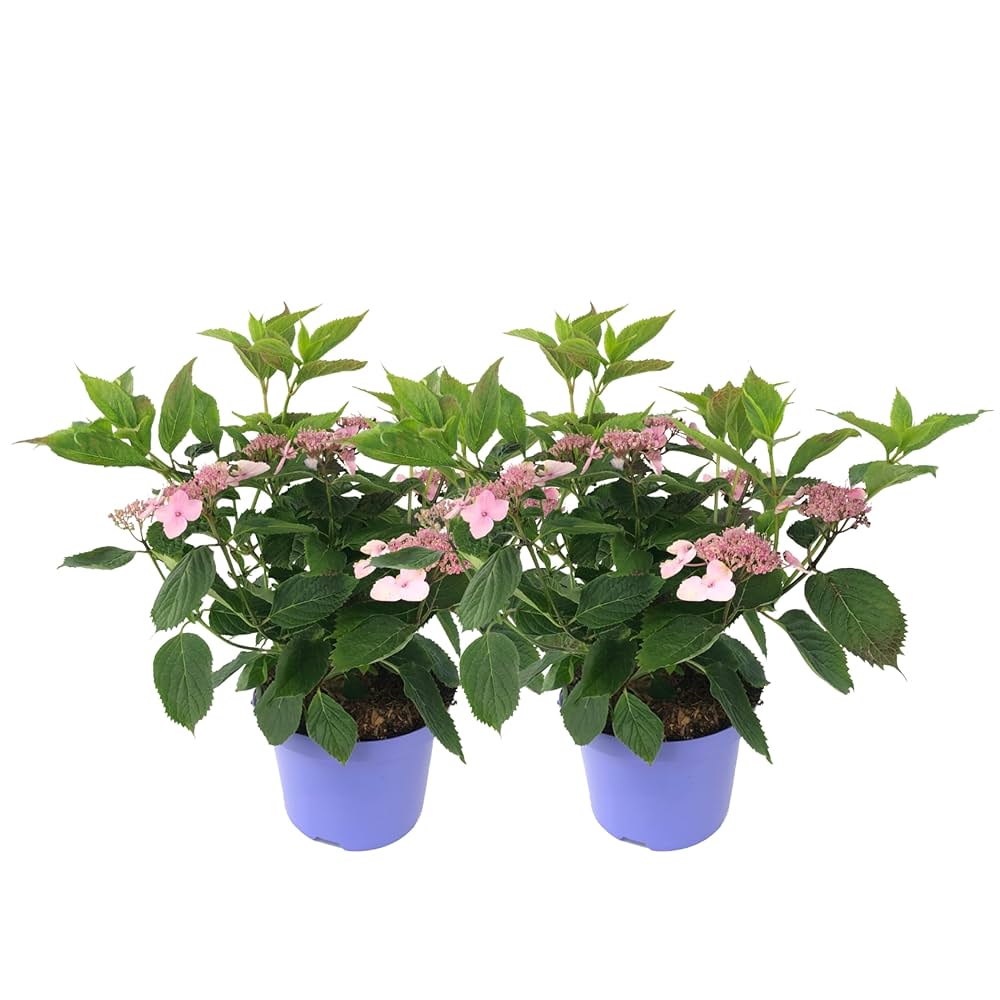 ドナルド・サルタン 「hydrangea in a green pot」 定番品】ドナルド・サルタン 「hydrangea in a green pot